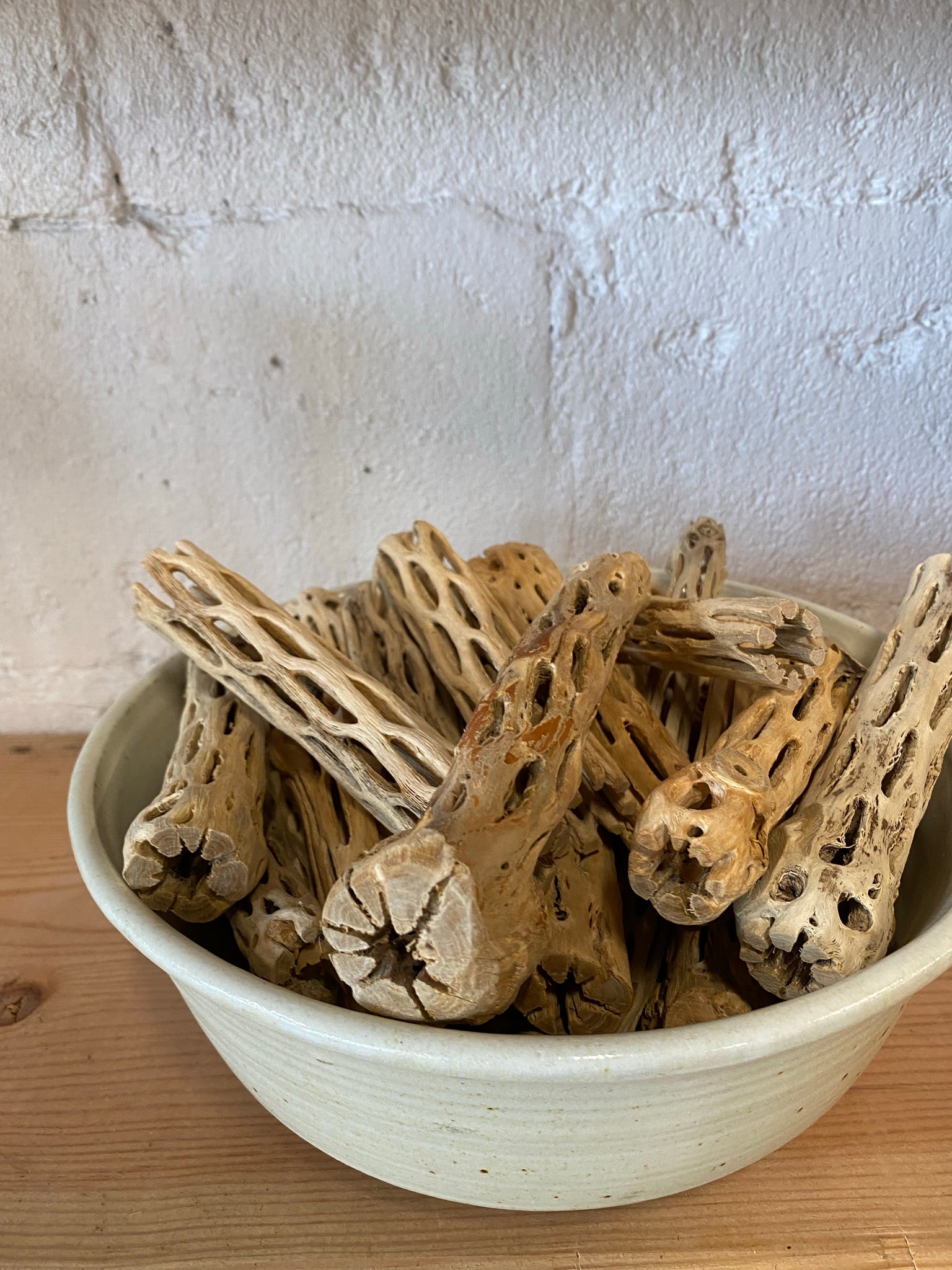 Dried Cholla Cactus Pieces